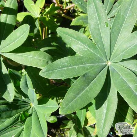Buy Lupinus ‘Gladiator’ (West Country Lupin) online from Jacksons Nurseries.