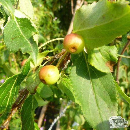 Buy Malus x scheideckeri Red Jade (Weeping Crab Apple) online from Jacksons Nurseries