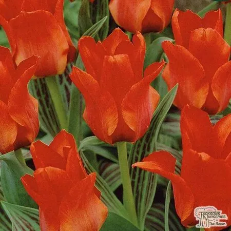 Buy Tulip - Red Riding Hood (Bulbs) in the UK