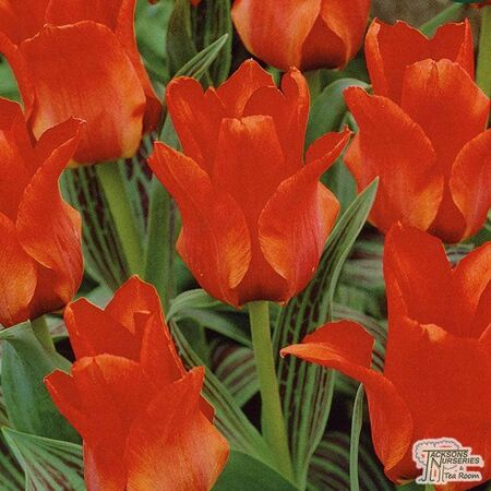 Buy Tulip - Red Riding Hood (Bulbs) in the UK