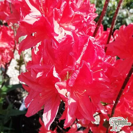 Buy Azealea ex/knap 'Kosters Brilliant Red' in the UK