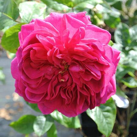 Buy Rosa 'Young Lycidas' (English Rose) online from Jacksons Nurseries