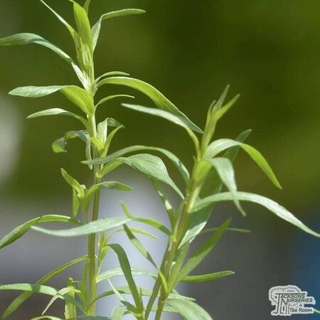 Buy Artemisia Dracunculus (Tarragon) online from Jacksons Nurseries