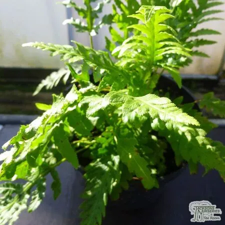 Buy Woodwardia fimbriata online from Jacksons Nurseries