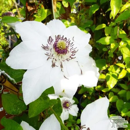 Buy Clematis 'Miss Bateman' online from Jacksons Nurseries