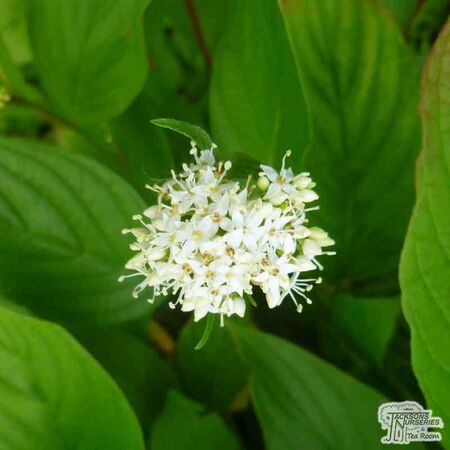 Buy Cornus alba Elegantissima (Red-barked Dogwood) online from Jacksons Nurseries