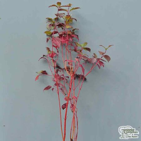 Buy Cornus alba Sibirica (Red-barked Dogwood) online from Jacksons Nurseries