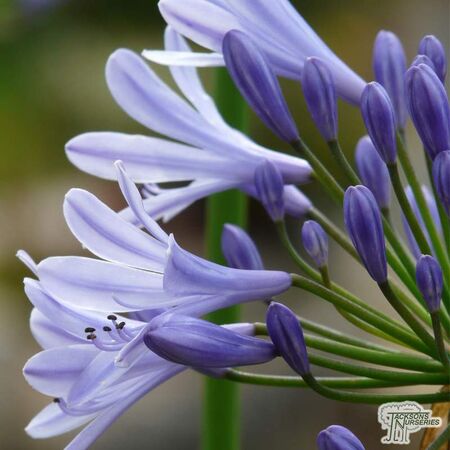Buy Agapanthus 'Dr Brouwer' (African Lily) online from Jacksons Nurseries