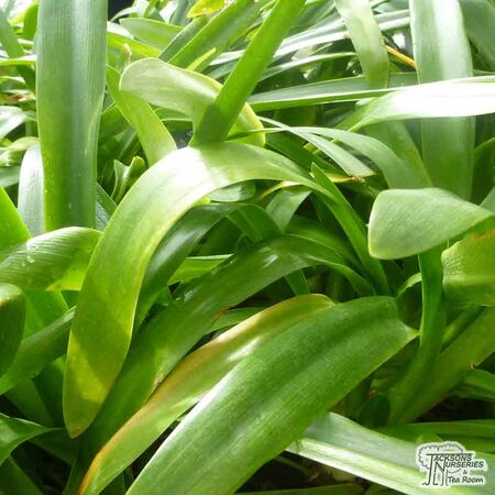 Buy Agapanthus africanus 'Delft Blue' (African Lily) online from Jacksons Nurseries