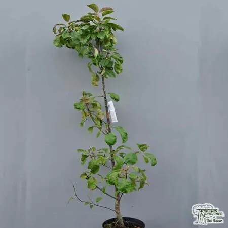 Buy Apple - Malus domestica 'Maypole' online from Jacksons Nurseries