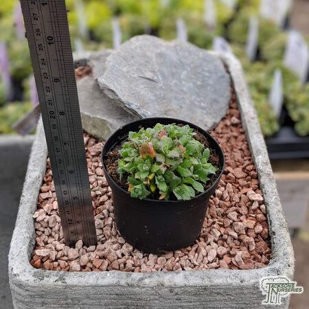Buy Aubrieta 'Royal Red' online from Jacksons Nurseries