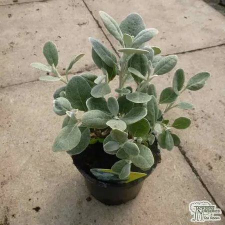 Buy Brachyglottis Walberton’s Silver Dormouse online from Jacksons Nurseries