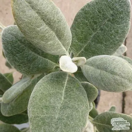 Buy Brachyglottis Walberton’s Silver Dormouse online from Jacksons Nurseries