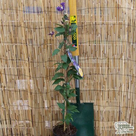 Buy Clematis Blue Pirouette online from Jacksons Nurseries