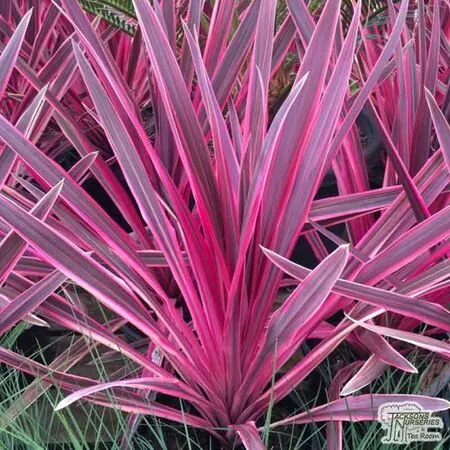 Buy Cordyline australis 'Pink Passion' (Cabbage Palm) online from Jacksons Nurseries.