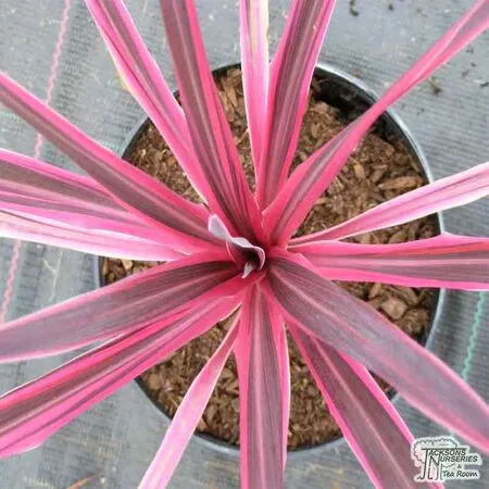 Buy Cordyline australis 'Pink Passion' online from Jacksons Nurseries.