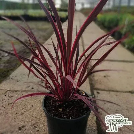 Buy Cordyline australis 'Pink Passion' online from Jacksons Nurseries.