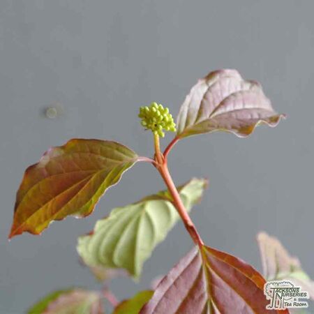 Buy Cornus alba 'Wintersun' (Red-barked Dogwood) online from Jacksons Nurseries