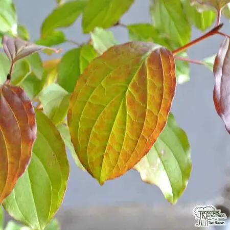 Buy Cornus alba 'Wintersun' (Red-barked Dogwood) online from Jacksons Nurseries