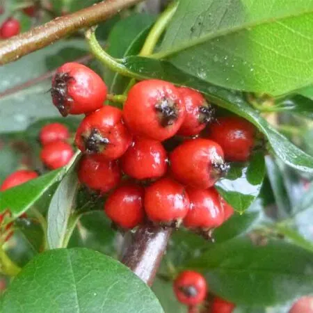 Buy Cotoneaster lacteus (Tree) online from Jacksons Nurseries