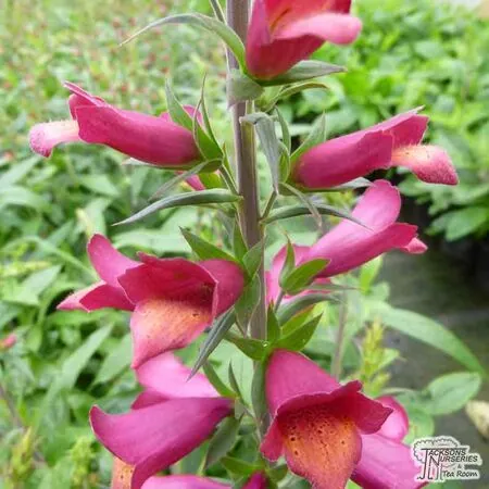 Buy Digitalis 'Illumination Cherry Brandy' (Foxglove) online from Jacksons Nurseries.