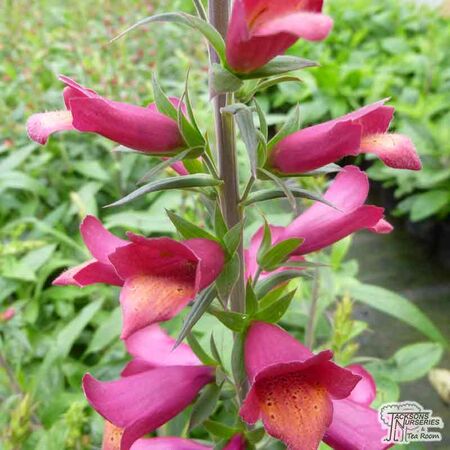 Buy Digitalis 'Illumination Cherry Brandy' (Foxglove) online from Jacksons Nurseries.