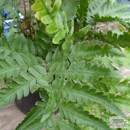 Buy Dryopteris erythrosora var. prolifica (Copper Shield Fern) online from Jacksons Nurseries