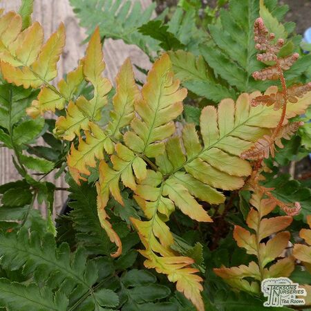 Buy Dryopteris erythrosora var. prolifica (Copper Shield Fern) online from Jacksons Nurseries