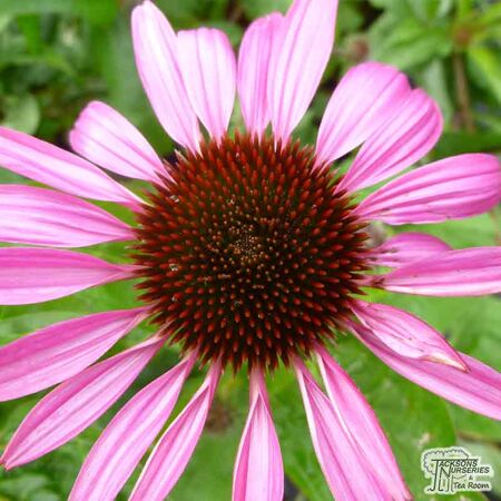 Buy Echinacea purpurea 'Kim's Knee High' (Coneflower) online from Jacksons Nurseries.