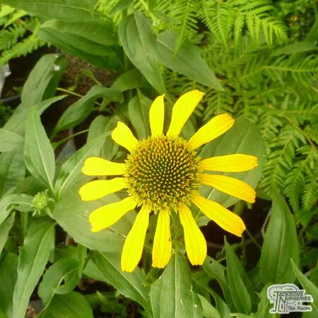Buy Echinacea purpurea 'Skipper Yellow' (Coneflower) online from Jacksons Nurseries.