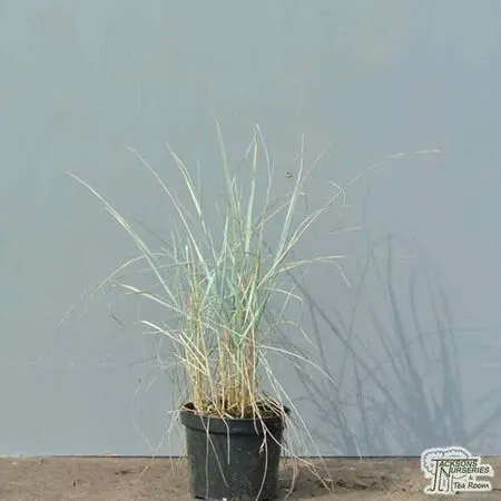 Buy Elymus magellanicus online from Jacksons Nurseries