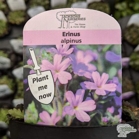 Buy Erinus alpinus online from Jacksons Nurseries.