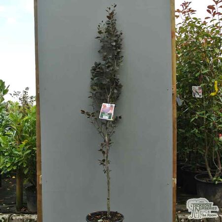 Buy Fagus sylvatica Dawyck Purple (Tree) (Purple Fastigiate Beech) online from Jacksons Nurseries