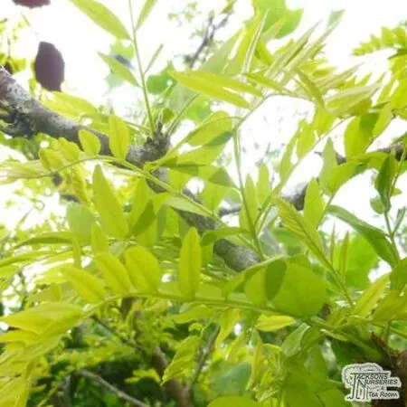 Buy Gleditsia triacanthos Sunburst (Honey Locust) online from Jacksons Nurseries