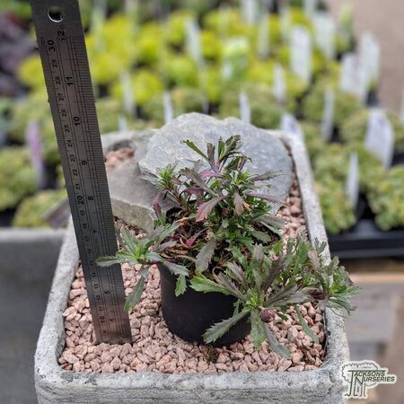 Buy Haplopappus glutinosus online from Jacksons Nurseries