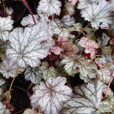 Buy Heuchera 'Milan' online from Jacksons Nurseries.