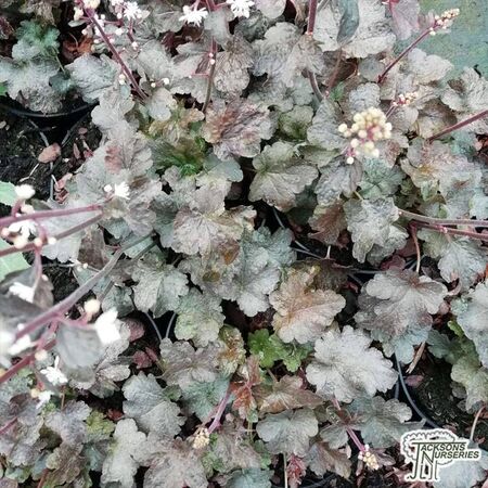 Buy Heucherella 'Quicksilver' online from Jacksons Nurseries