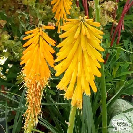 Buy Kniphofia 'Mango Popsicle' (Red Hot Poker) online from Jacksons Nurseries