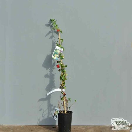 Lonicera periclymenum 'Scentsation' - Jacksons Nurseries