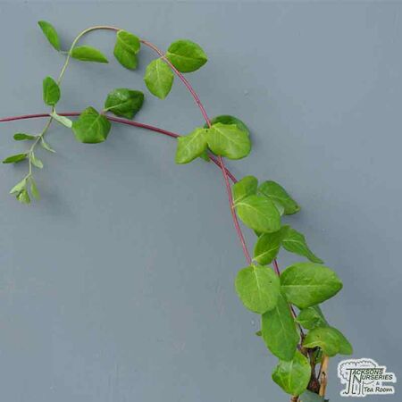 Lonicera Henryi 5