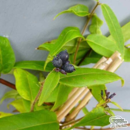 Lonicera Henryi 4