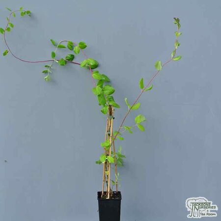 Lonicera Henryi 6