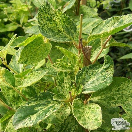 Buy Lonicera japonica Mint Crisp online from Jacksons Nurseries