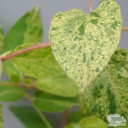 Buy Lonicera japonica Mint Crisp online from Jacksons Nurseries