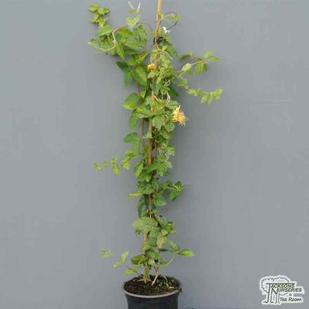 Buy Lonicera japonica Mint Crisp online from Jacksons Nurseries