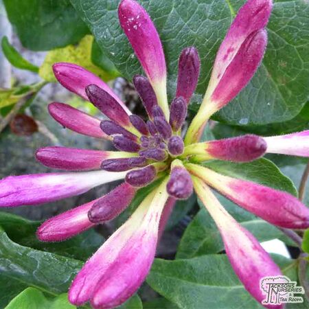 Buy Lonicera periclymenum 'Chic et Choc' at Jacksons Nurseries