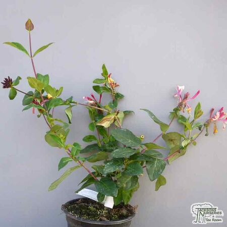 Buy Lonicera periclymenum 'Chic et Choc' at Jacksons Nurseries