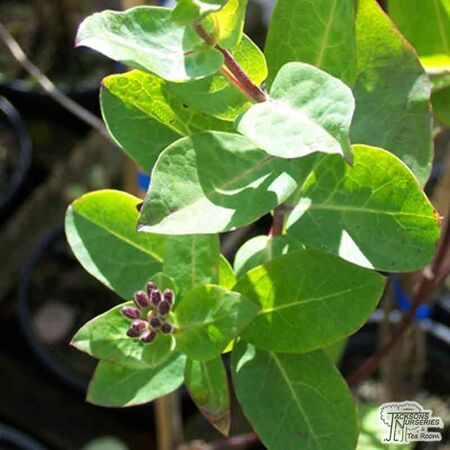 Buy Lonicera periclymenum 'Chic et Choc' at Jacksons Nurseries