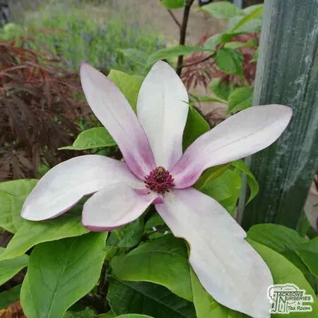 Buy Magnolia 'Old Port' online from Jacksons Nurseries