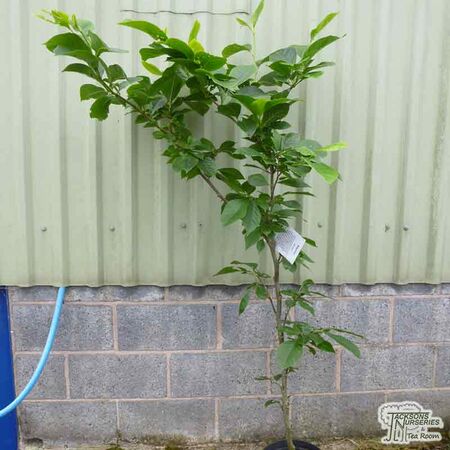 Buy Magnolia 'Old Port' online from Jacksons Nurseries
